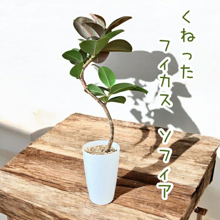 観葉植物現品販売