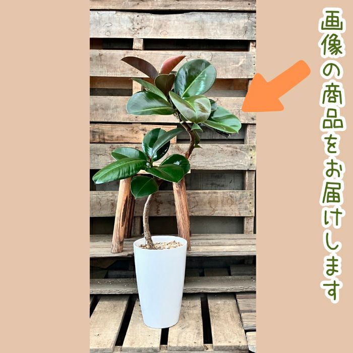 観葉植物現品販売