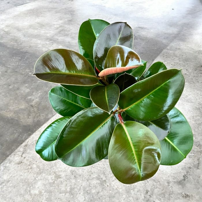 観葉植物現品販売