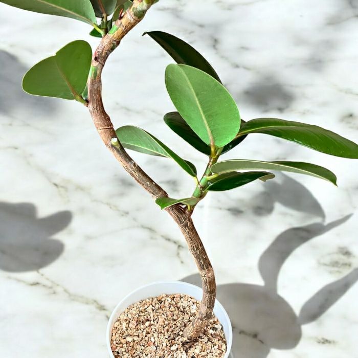 観葉植物現品販売