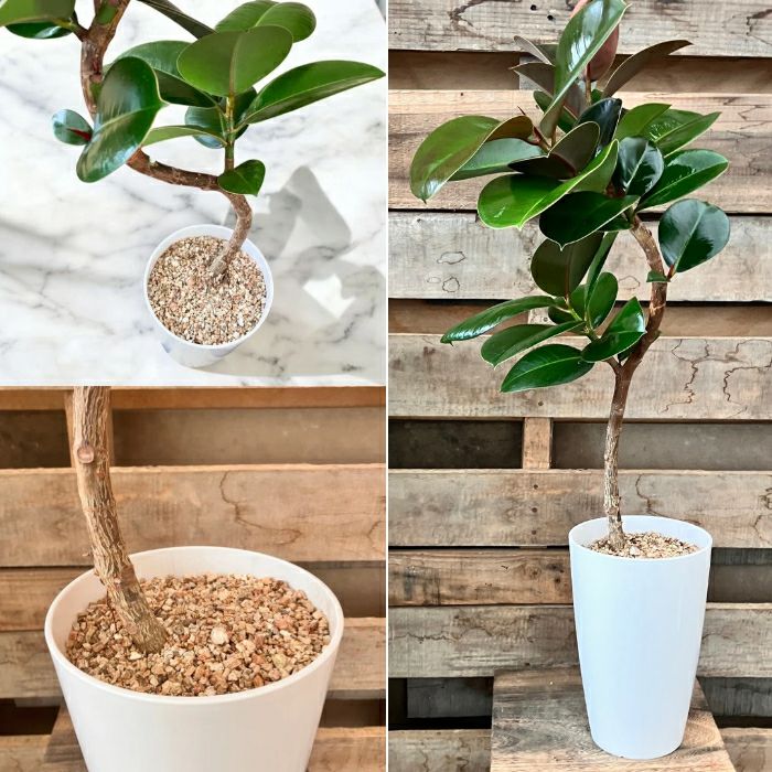 観葉植物現品販売