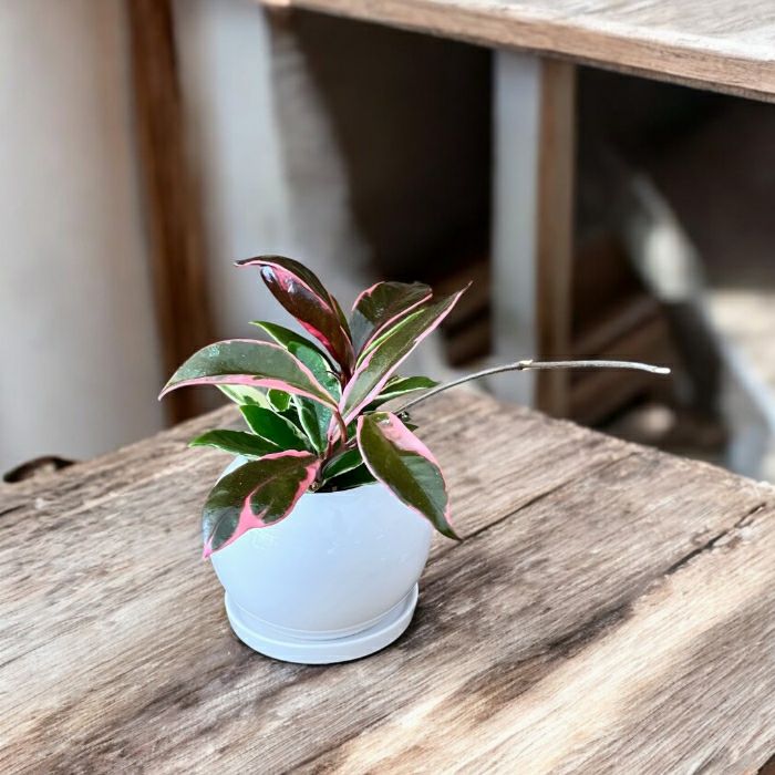 観葉植物現品販売