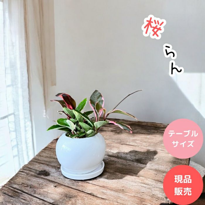 観葉植物現品販売