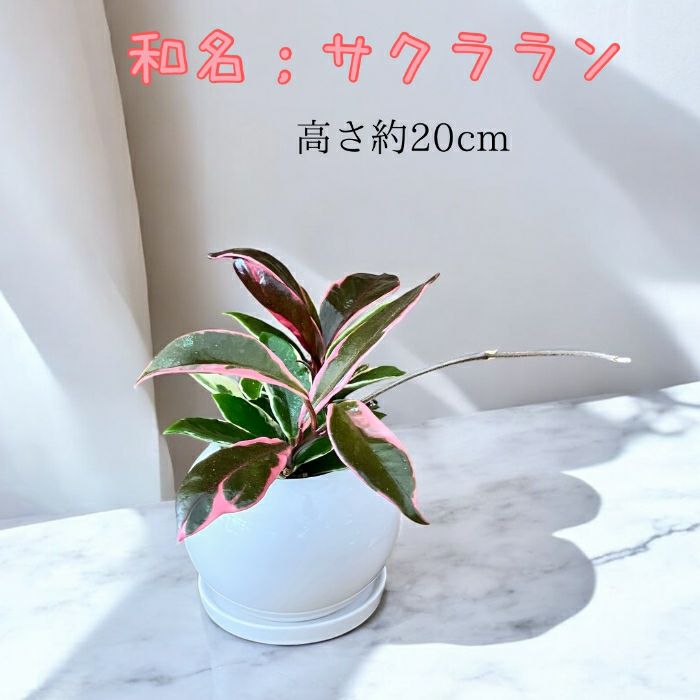 観葉植物現品販売