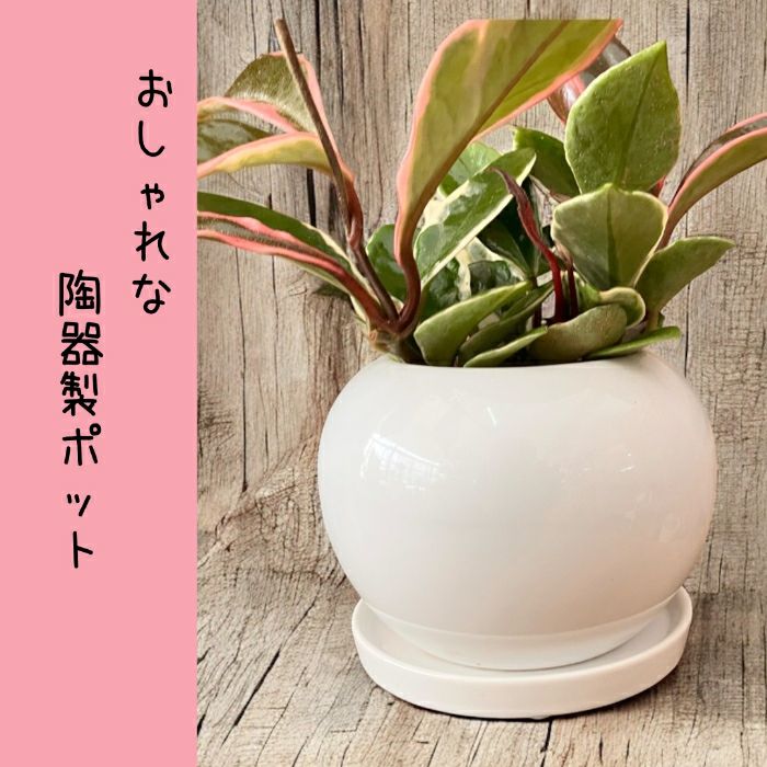 観葉植物現品販売