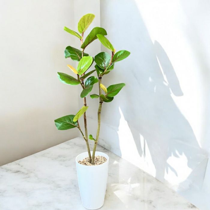 観葉植物現品販売