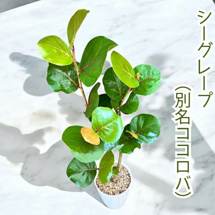 観葉植物現品販売