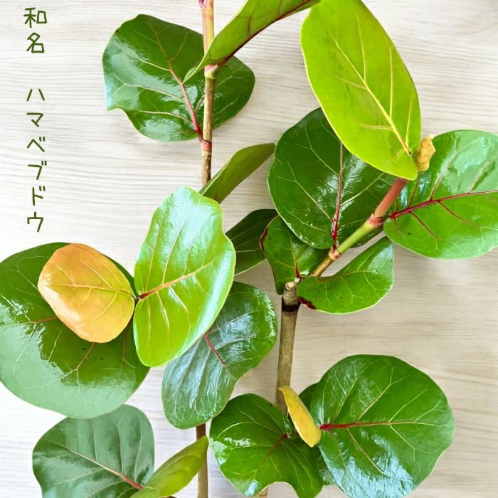観葉植物現品販売