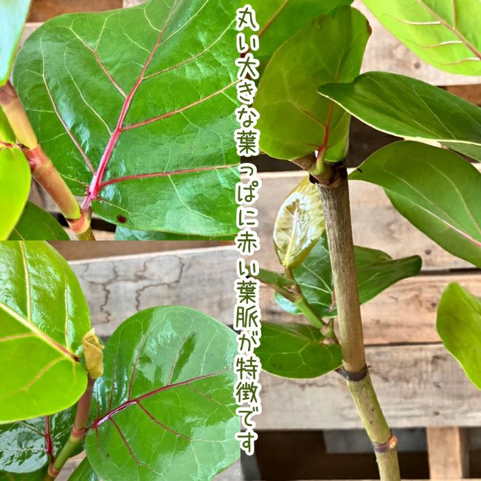 観葉植物現品販売