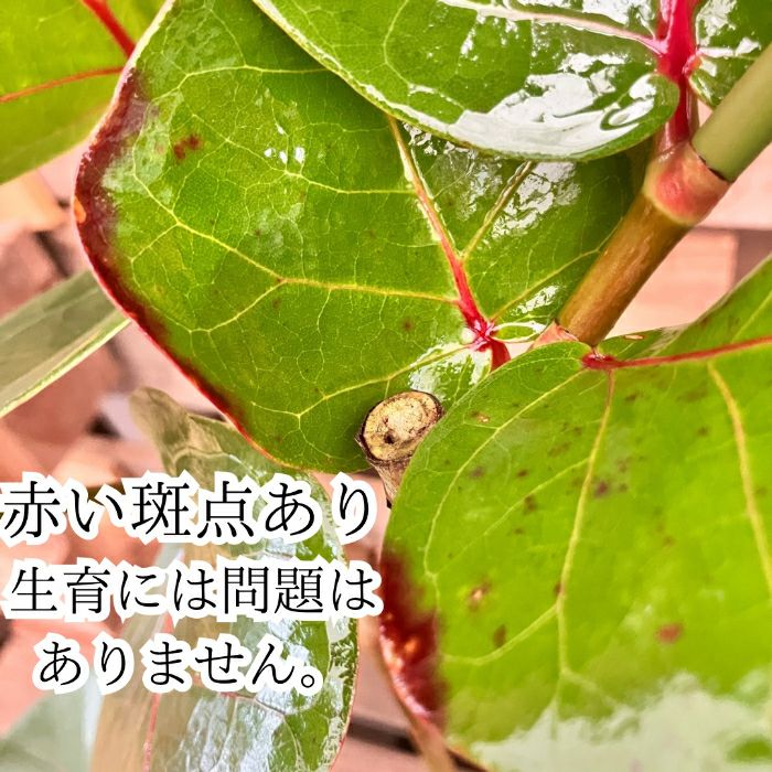観葉植物現品販売