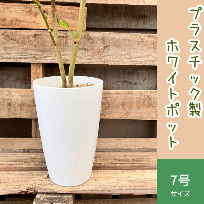 観葉植物現品販売