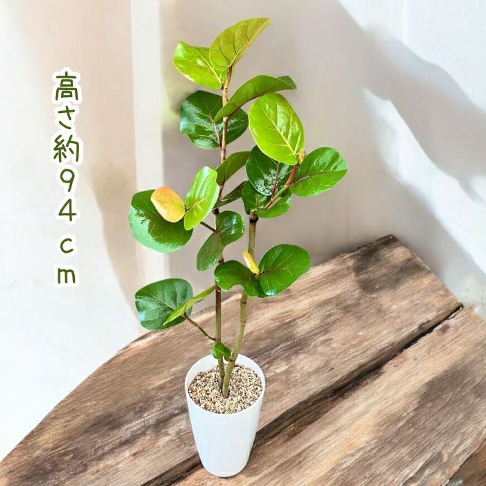 観葉植物現品販売