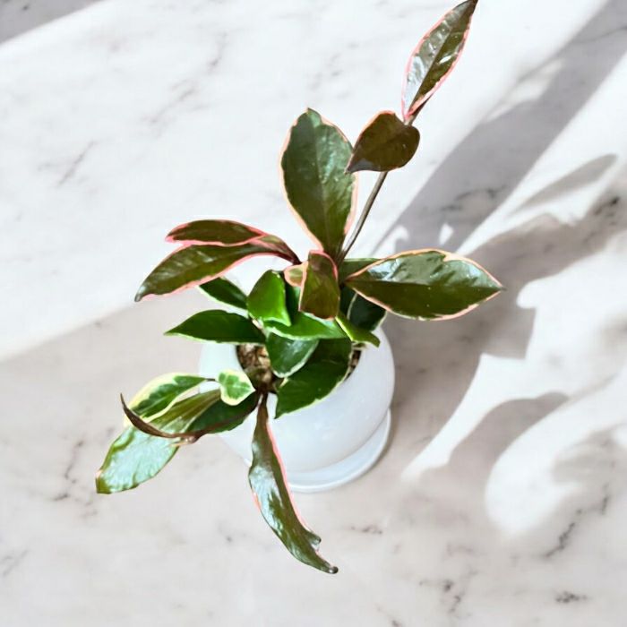 観葉植物現品販売