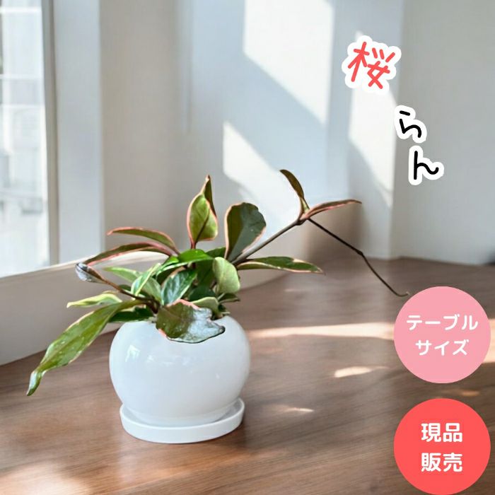 観葉植物現品販売
