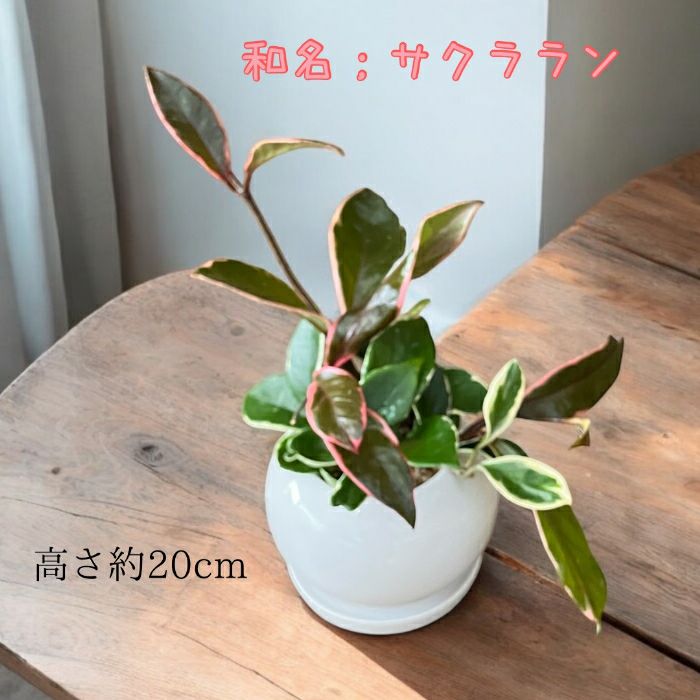 観葉植物現品販売