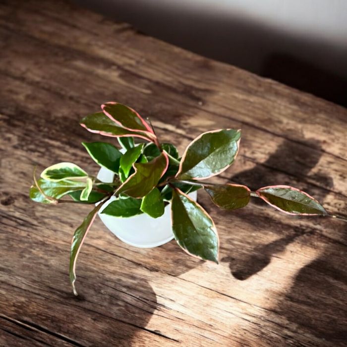 観葉植物現品販売