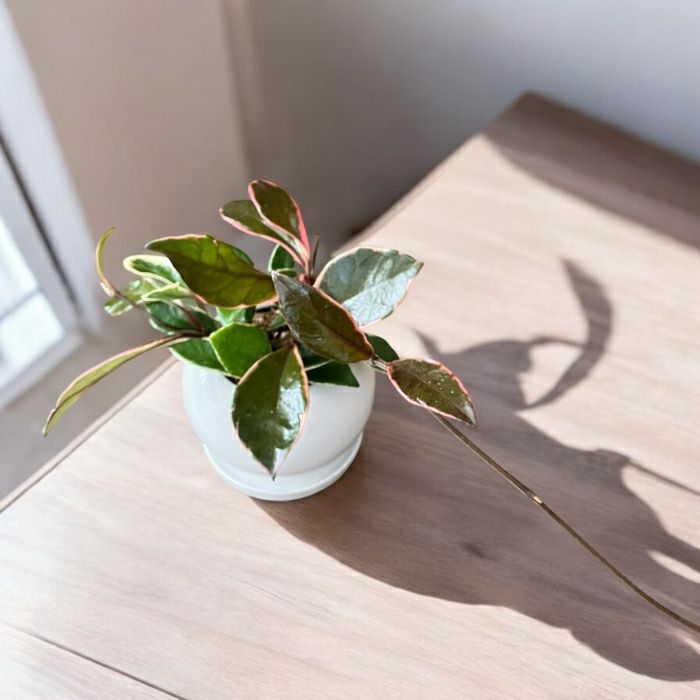 観葉植物現品販売