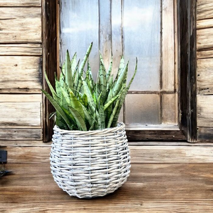 観葉植物現品販売