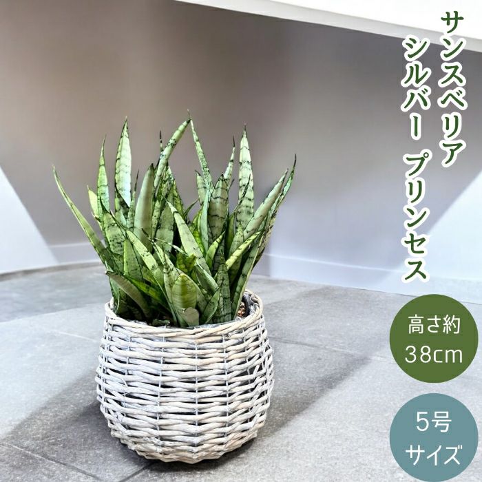 観葉植物現品販売