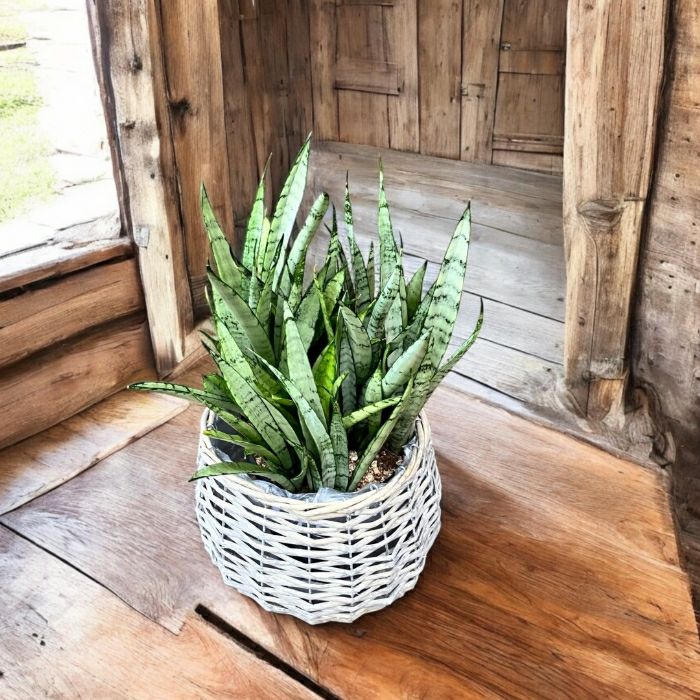 観葉植物現品販売