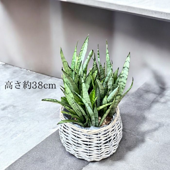 観葉植物現品販売