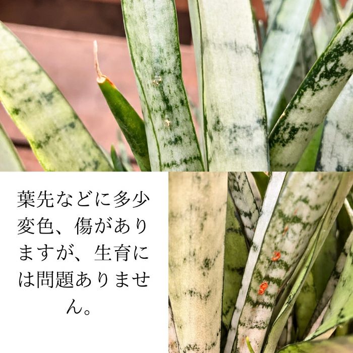 観葉植物現品販売