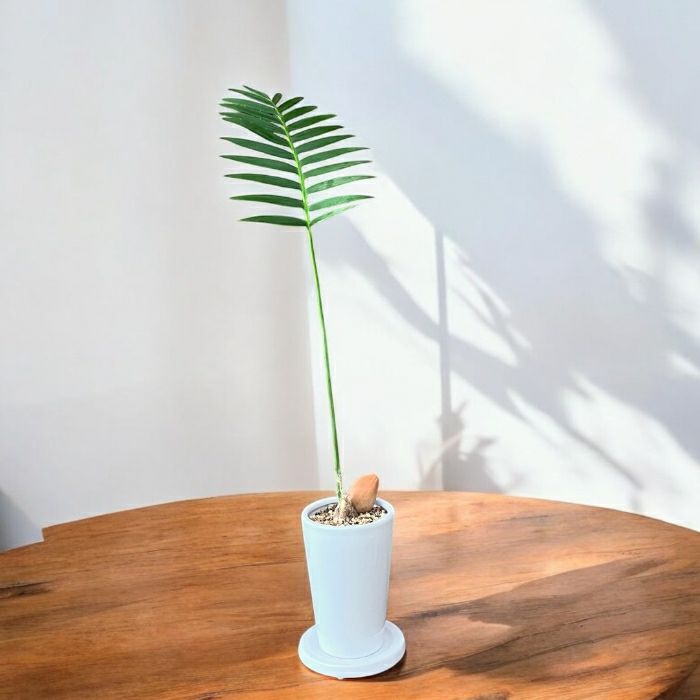 観葉植物現品販売