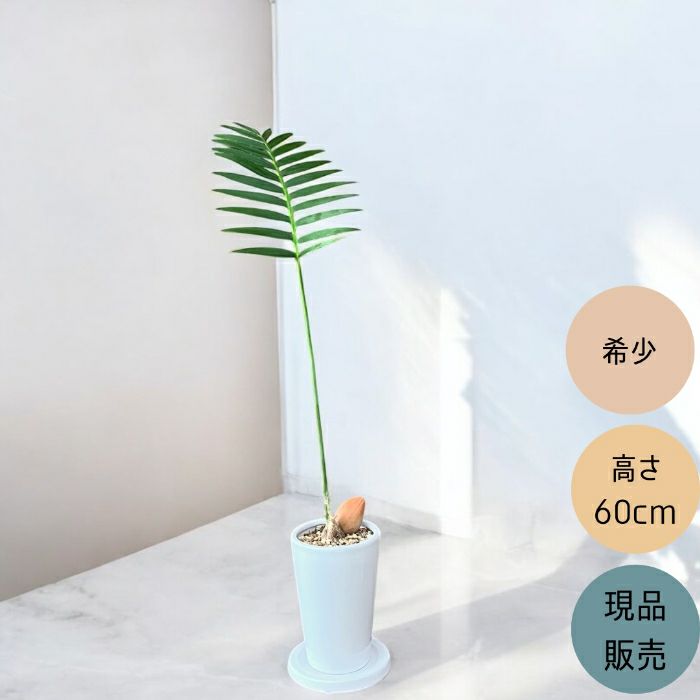 観葉植物現品販売