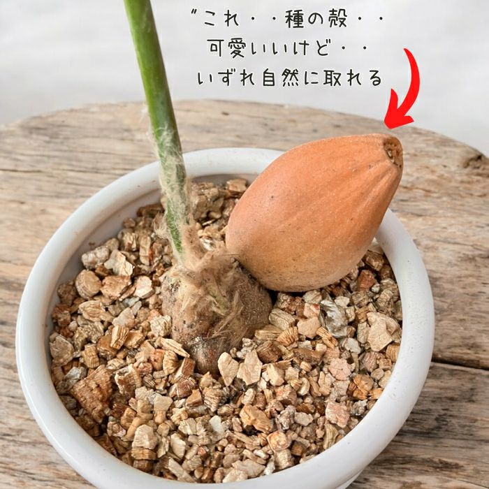 観葉植物現品販売