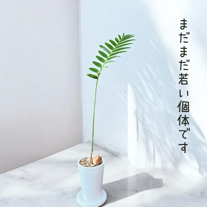 観葉植物現品販売