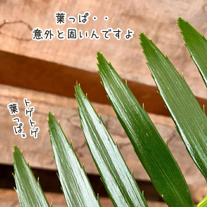 観葉植物現品販売