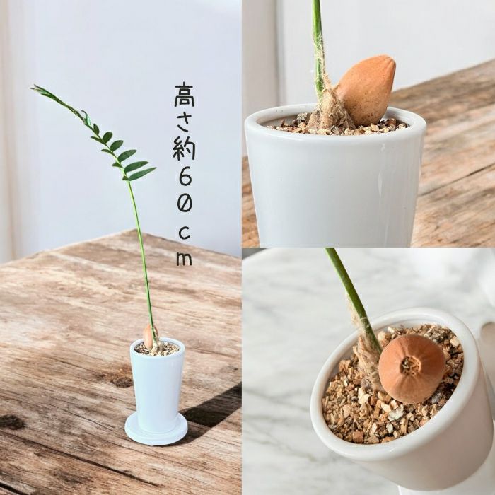 観葉植物現品販売