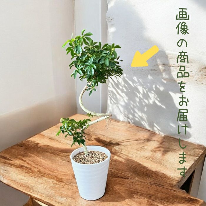 観葉植物現品販売