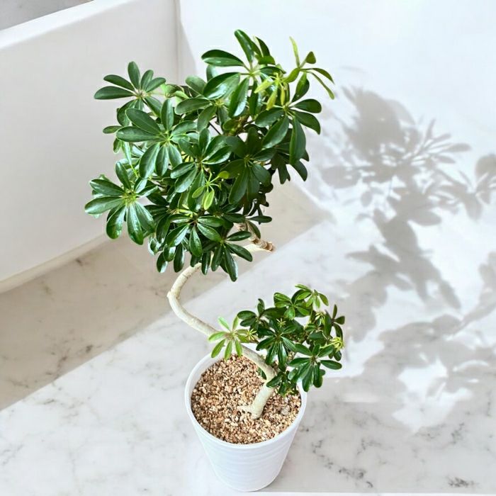 観葉植物現品販売