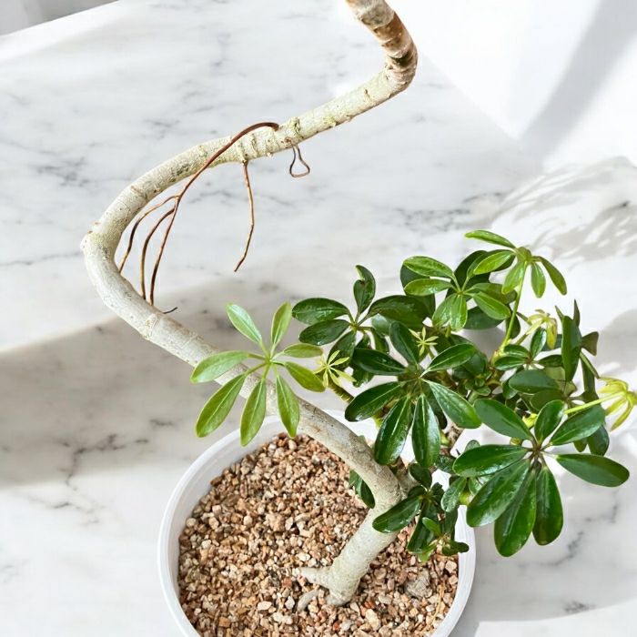 観葉植物現品販売