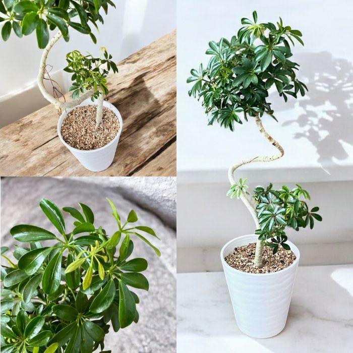 観葉植物現品販売