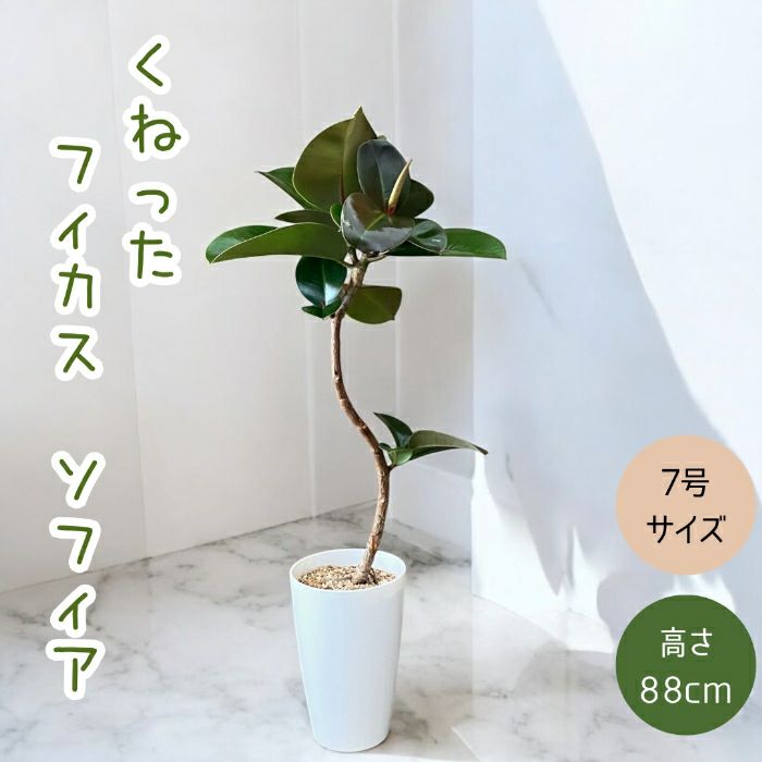観葉植物現品販売