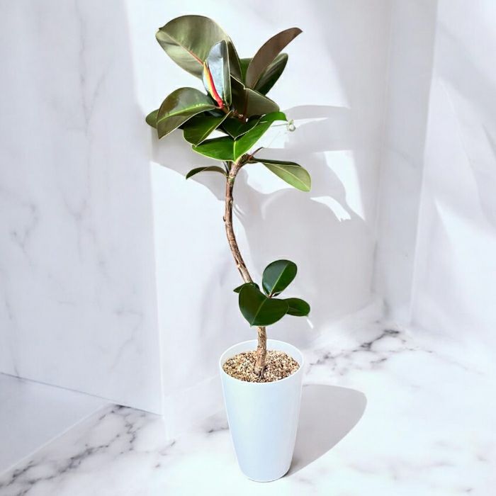 観葉植物現品販売