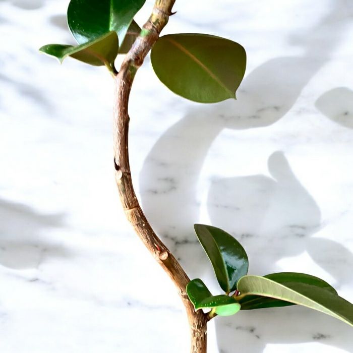 観葉植物現品販売