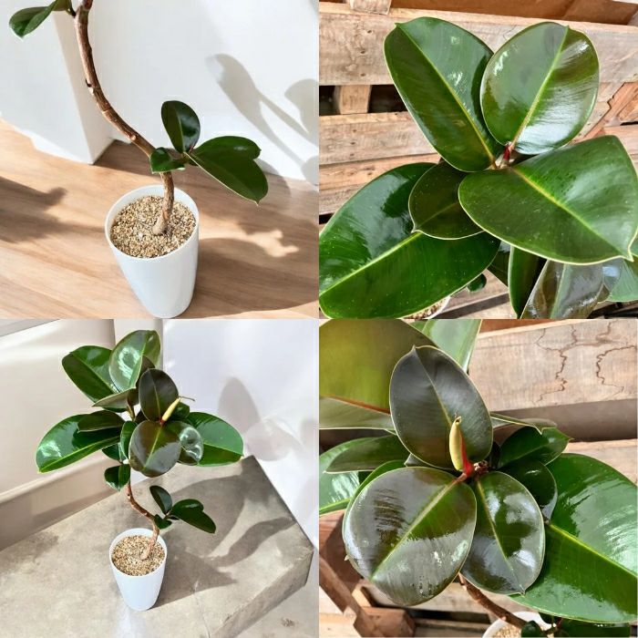 観葉植物現品販売