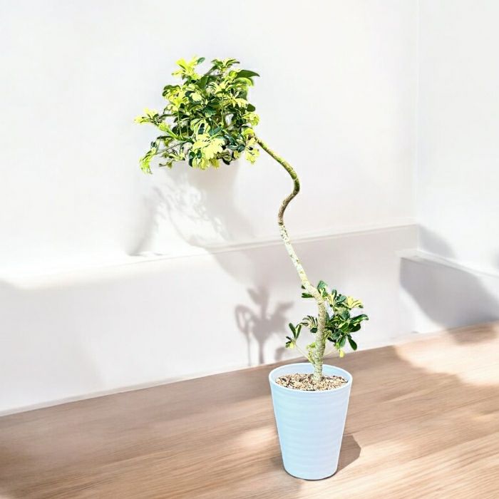 観葉植物現品販売