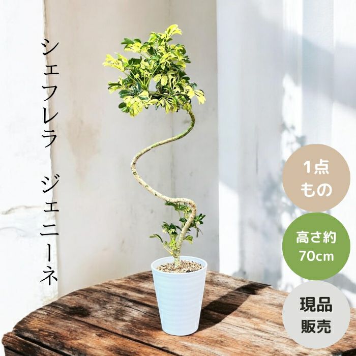 観葉植物現品販売