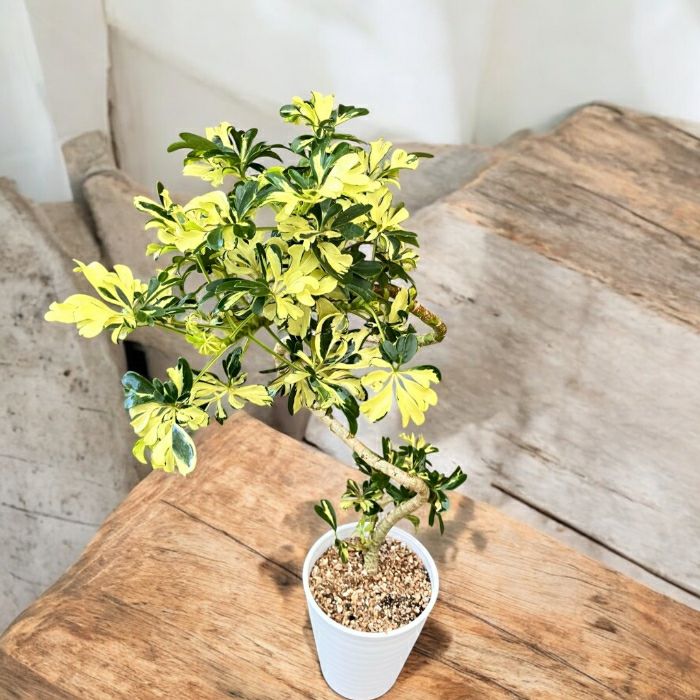 観葉植物現品販売