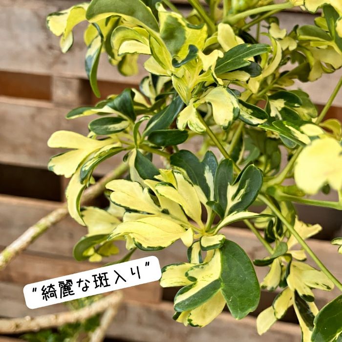 観葉植物現品販売