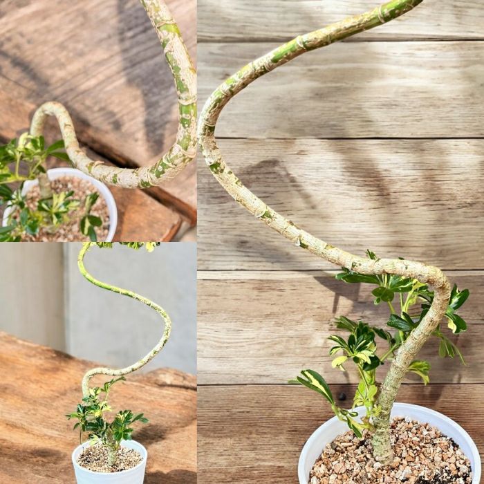 観葉植物現品販売