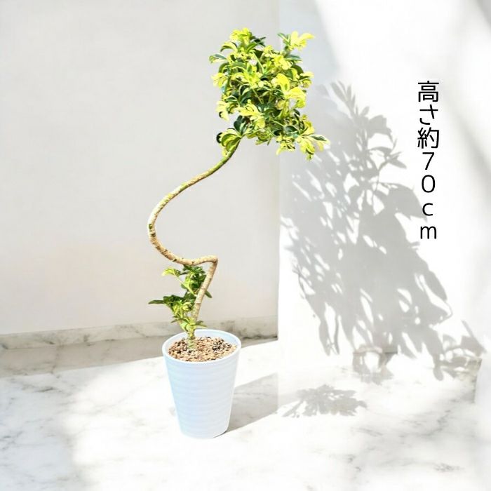 観葉植物現品販売