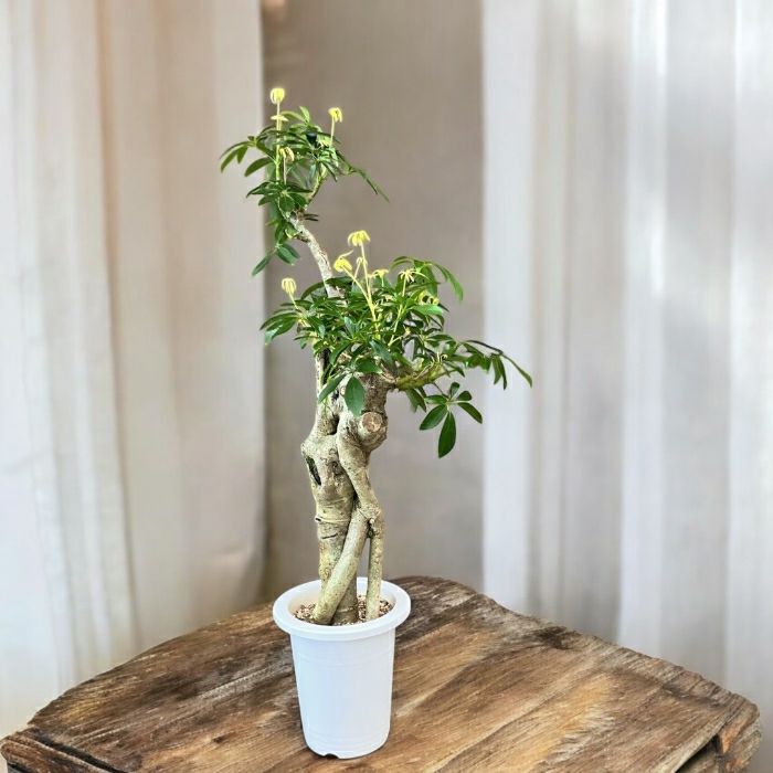 観葉植物現品販売