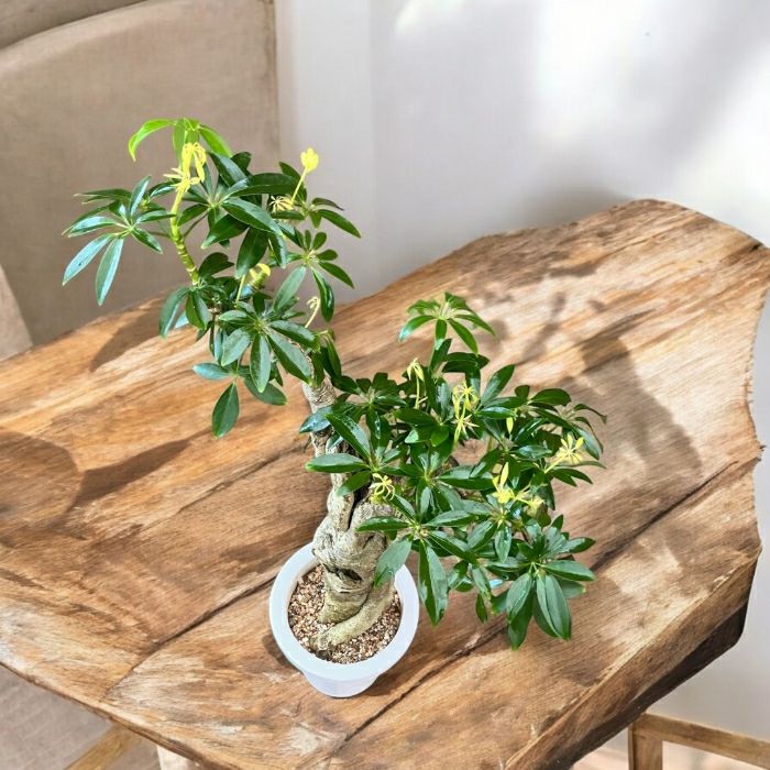 観葉植物現品販売