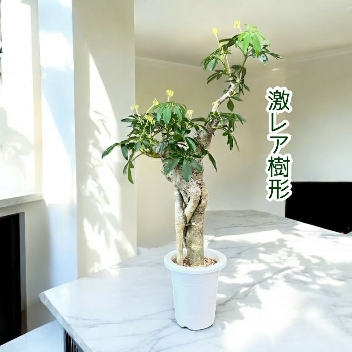 観葉植物現品販売