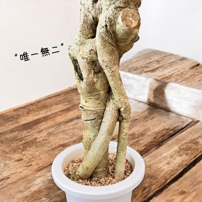 観葉植物現品販売